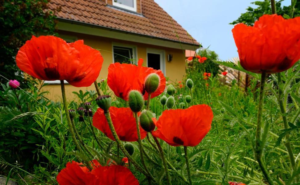 Ferienwohnung In Der Uckermark Am Oberuckersee Ot Warnitz Exterior foto